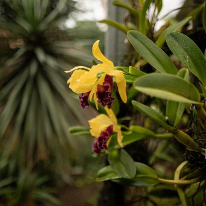 Orchid World Raffeiner