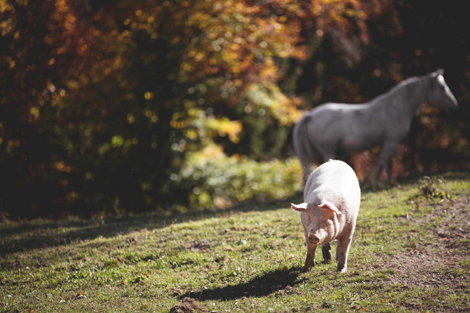 maike-descher-schwein-pferd