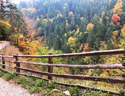 fringeintravel-wald-voellan