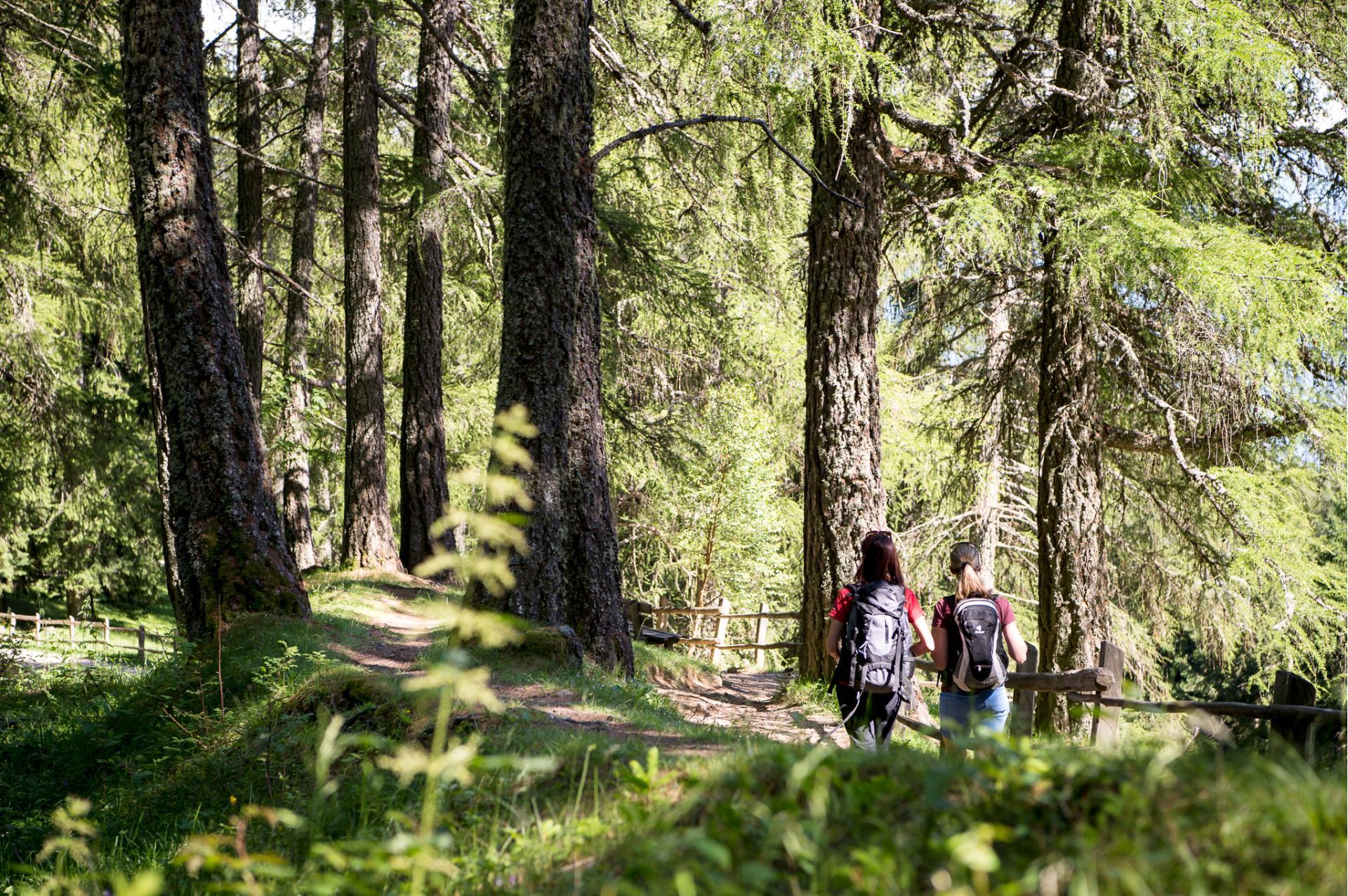 wandern-rucksack-vigiljoch-wald-dsc9211