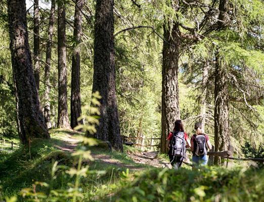 wandern-rucksack-vigiljoch-wald-dsc9211