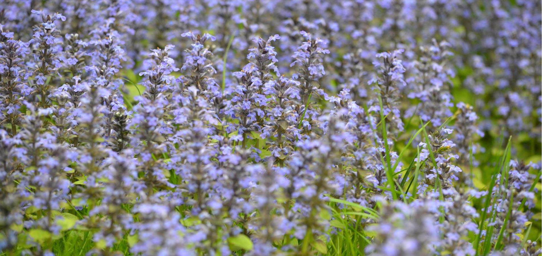 Kriechender Günsel - Ajuga Reptans