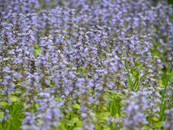 La bugola - Ajuga Reptans