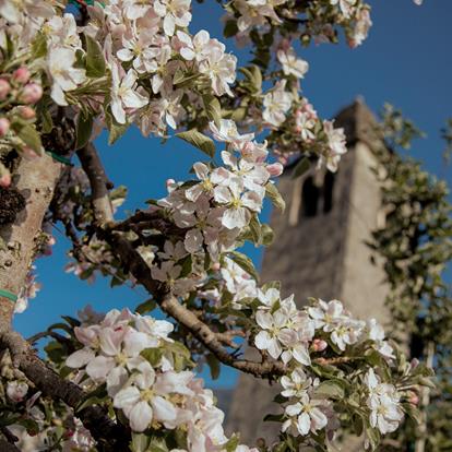 St. Prokulus Kirche und Museum