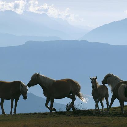 Horse Riding in Lana and Environs