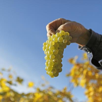 Weinanbaugebiete in Lana und Umgebung