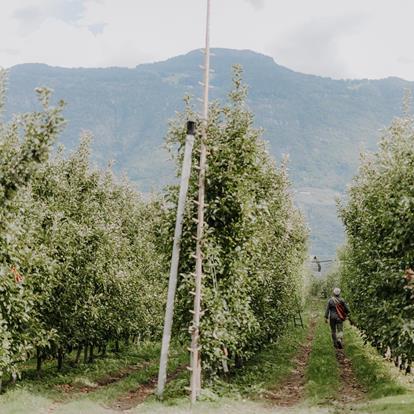 The Apple in Lana