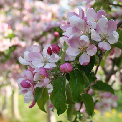 Meraner Frühling in Partschins