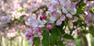 Primavera Meranese a Parcines