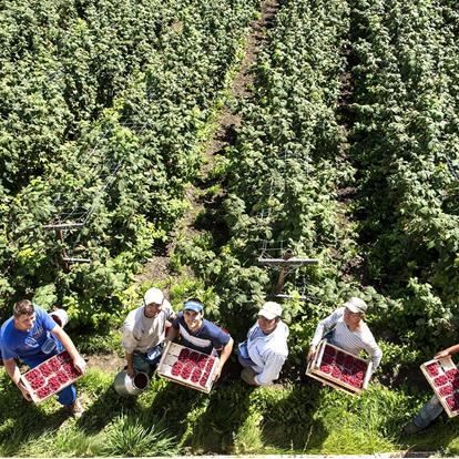 Direct Sales from the Farms in Parcines