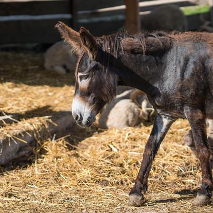 Gli animali del maso Rainguthof