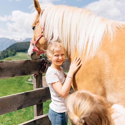 Ervaar de Haflinger van dichtbij