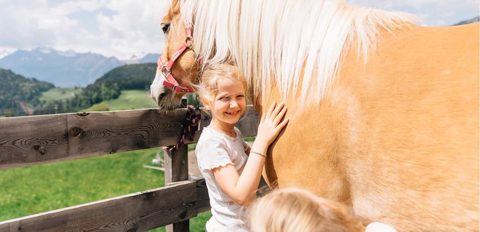 Ervaar de Haflinger van dichtbij