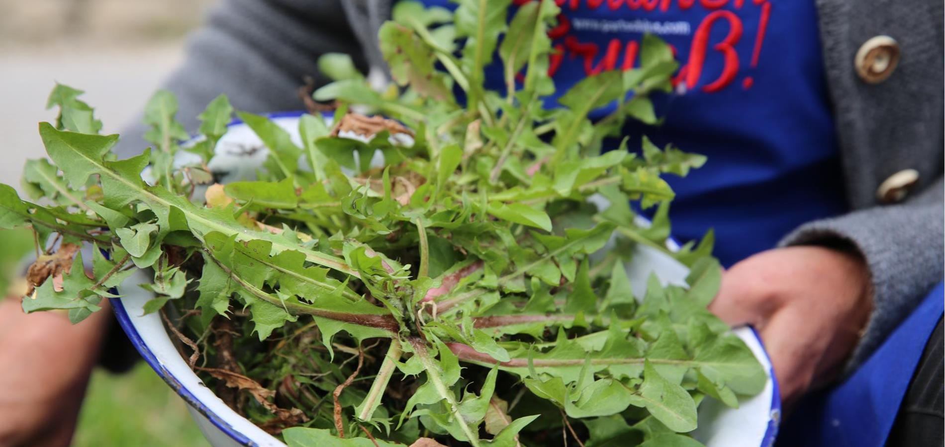 Dandelion salad