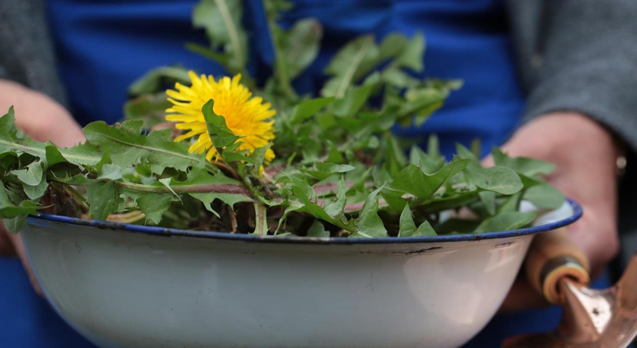 zigori-salat-zigoristechen-loewenzahn-rezepte-zigorisalat-kt-2021-62