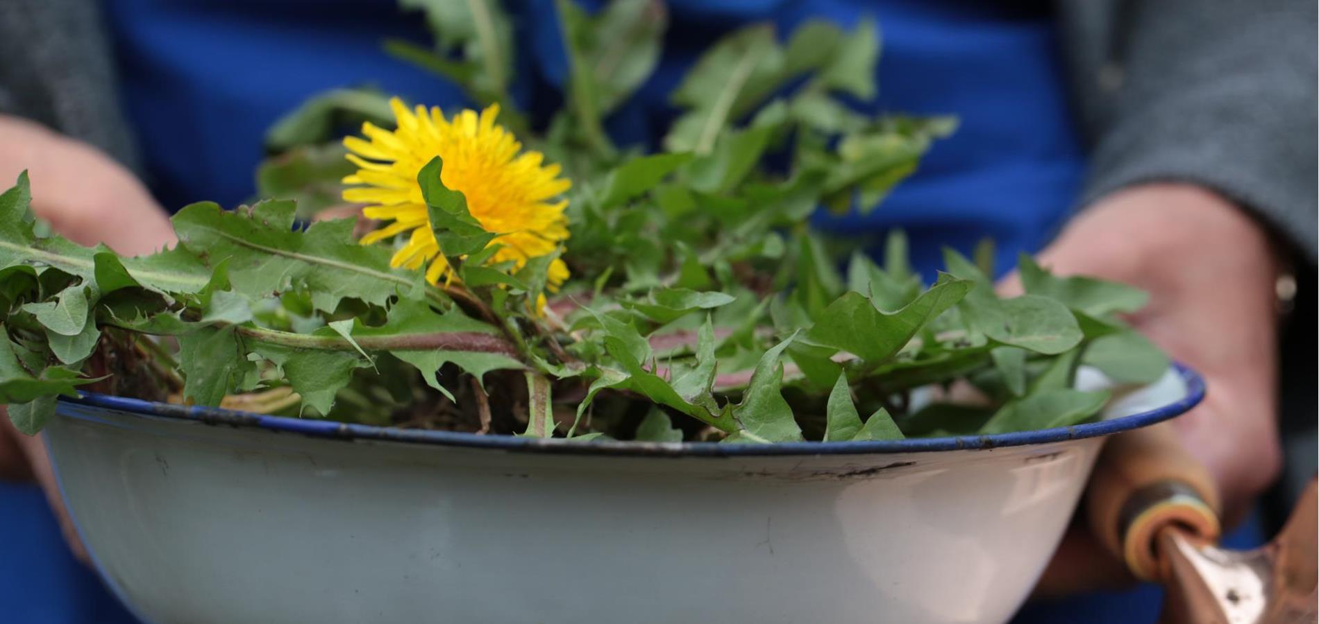 Dandelion salad