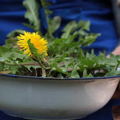 The Custom of “Zigoristechn” - Pulling Up Dandelions in South Tyrol