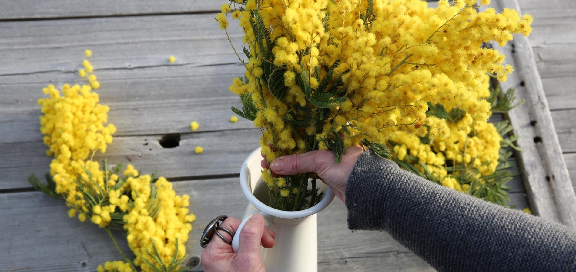 Mimosen-Kuchen