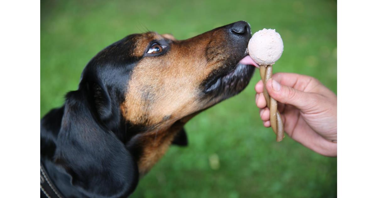 Rezepte Hunde Eis