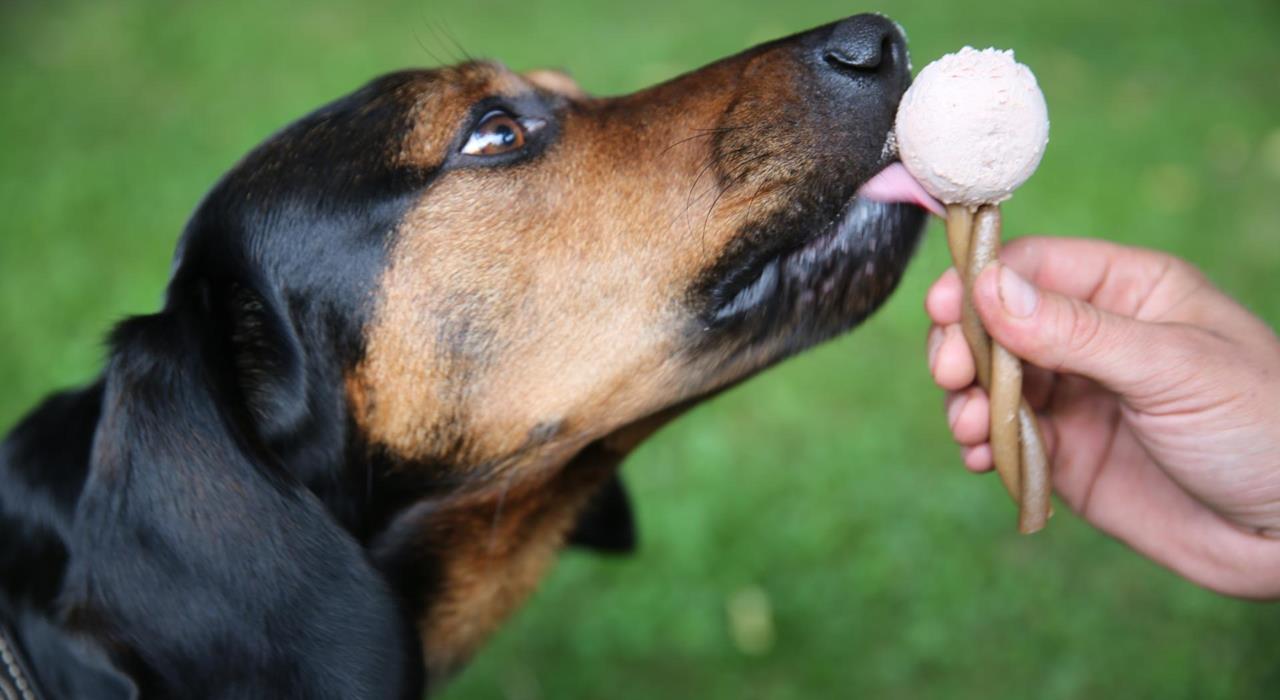 Gelato per cani