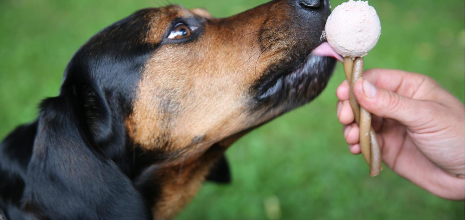 Dog ice cream