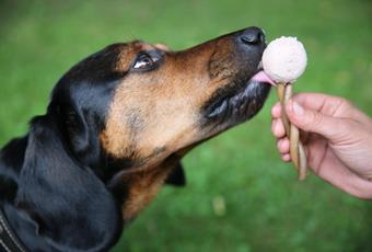 Hunde Eis