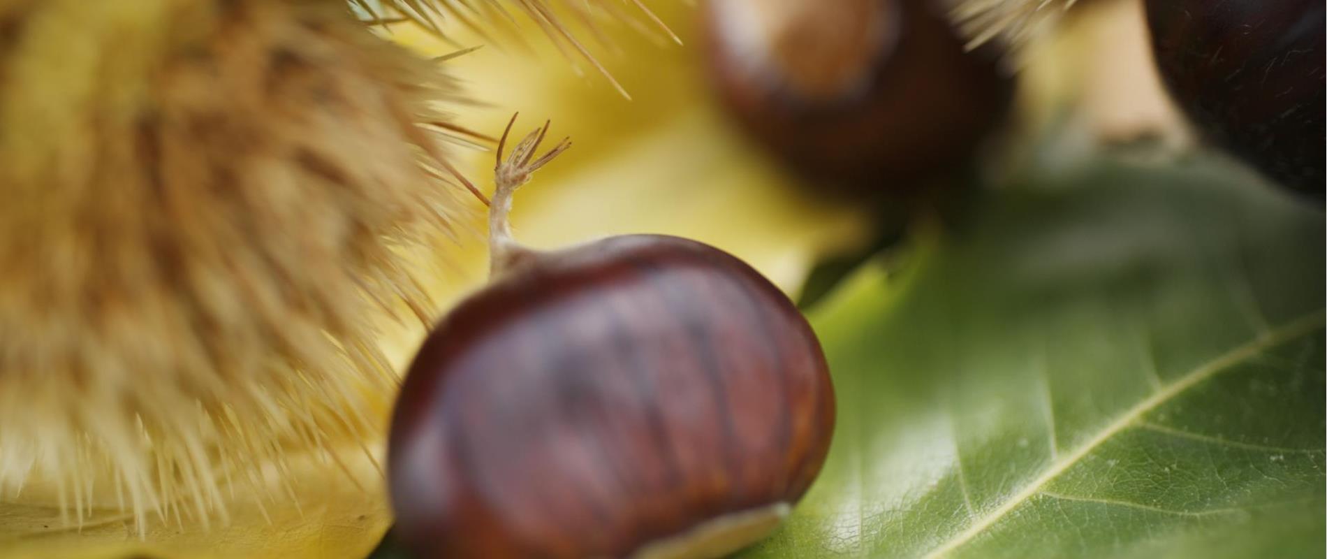 Wissenswertes zum Keschtnriggl