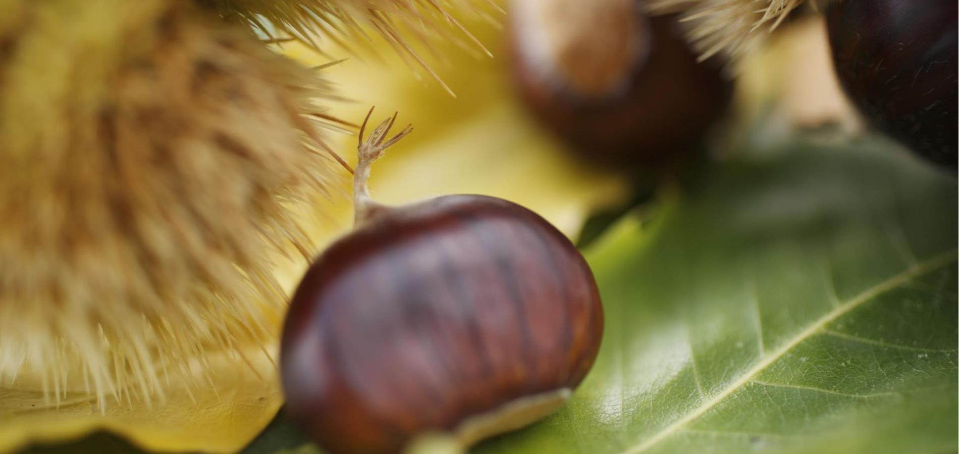 Wissenswertes zum Keschtnriggl