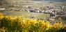 Vineyards in Naturno