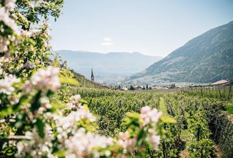 Frühling in Algund