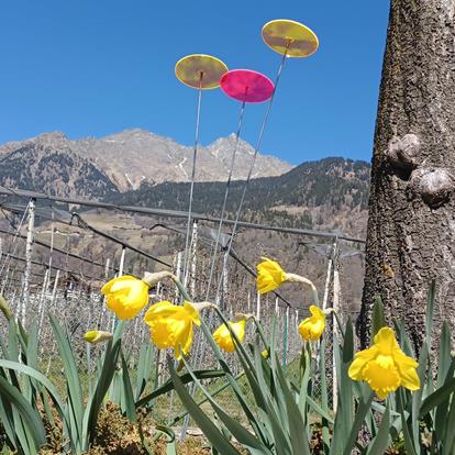 Primavera Meranese a Parcines