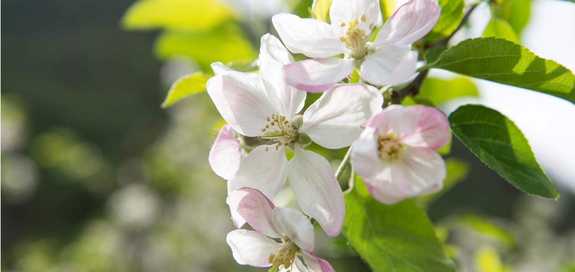 Barbarazweige: adventliche Bräuche neu erleben