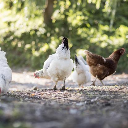 Vakantie op de boerderij