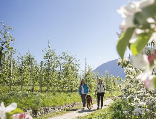 Maiser-Waalweg-Meran-AF