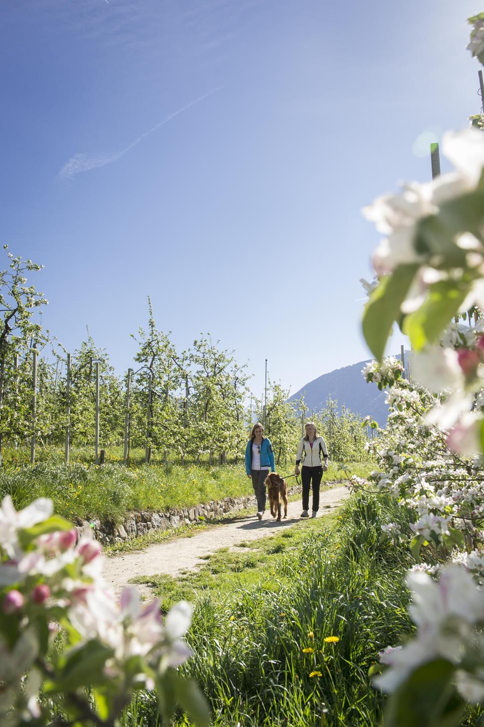 Maiser-Waalweg-Meran-AF