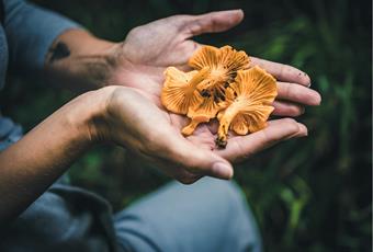 Mushroom picking