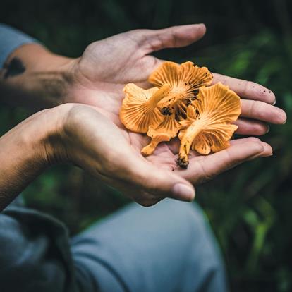 Raccolta di funghi