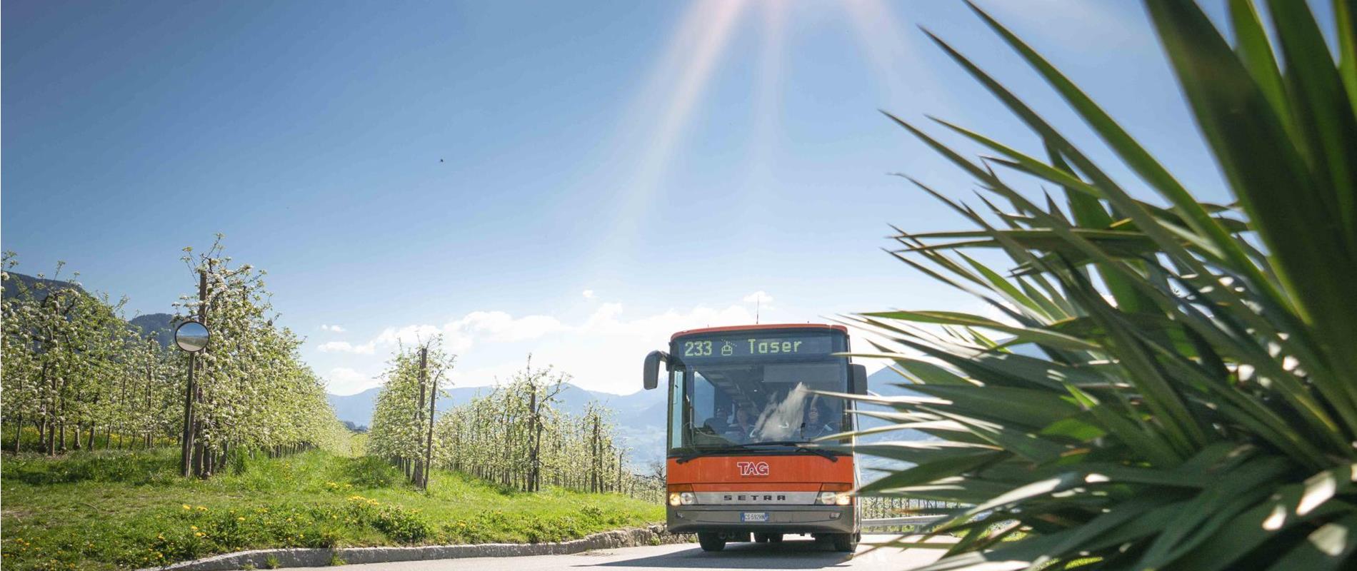 Public Transport in Scena