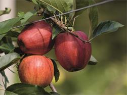 Alte Apfelsorten im Passeier in St. Leonhard