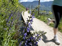 Beste Bergmomente: Frühlingswanderung am Marlinger Waalweg