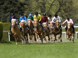 Racing of the Haflinger horses Maia Oktoberfest