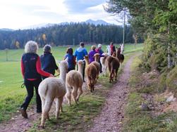 LAPAKAFUN: Escursioni guidate con lama e alpaca a Verano