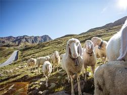 L'autunno in Val Passiria: Scoprire il mondo delle pecore a S. Leonardo