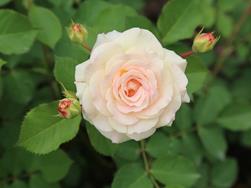 La rosa - la regina dei fiori