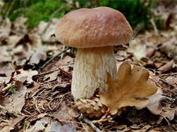 Authorisation for mushroom picking - Community of Hafling/Avelengo 2022