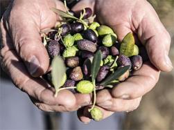 Kakteen und Oliven im Weinberg - Botanische Wanderung zum Niederebenhof
