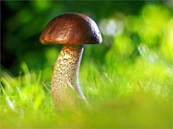 Authorisation for mushroom picking - Community of St. Leonhard in Passeier