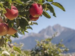 Golden, Gala, Granny - Walk through the orchards and taste the apples