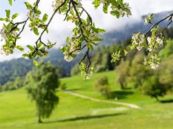 Frühlingshaftes Grün für alle Sinne (im Rahmen von TESANA)