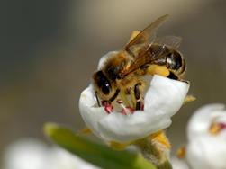 Wonder world bee